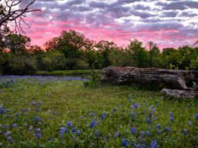 Leander Tomorrow Future Land Use Leander Today Growth and Development The Cummings Team Pure Realty Real Estate Texas