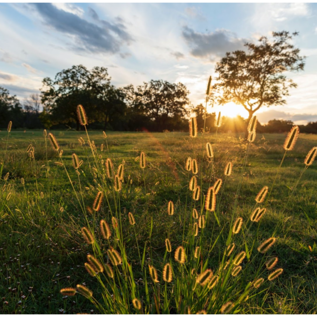 Leander Ranks #2 On List Of The Country's 10 Most Popular Zip Codes - Texas - Real Estate - The Cummings Team - Pure Realty - Leander Today