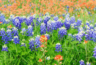 Community Amenities Enhancing Leander's Appeal In 2025 - Leander Today - Rebekah Cummings - The Cummings Team - Leander real estate - real estate in Leander - Leander TX