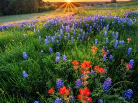 Fun Events To Kick Off Summer In Leander, TX