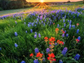 Clearwater Ranch in Liberty Hill, TX: Space, Hill Country Views, and Refined Country Living