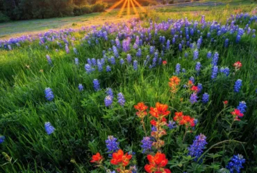 Clearwater Ranch in Liberty Hill, TX: Space, Hill Country Views, and Refined Country Living